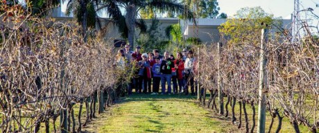 Produccin vitivincola en Entre Ros: una industria en crecimiento