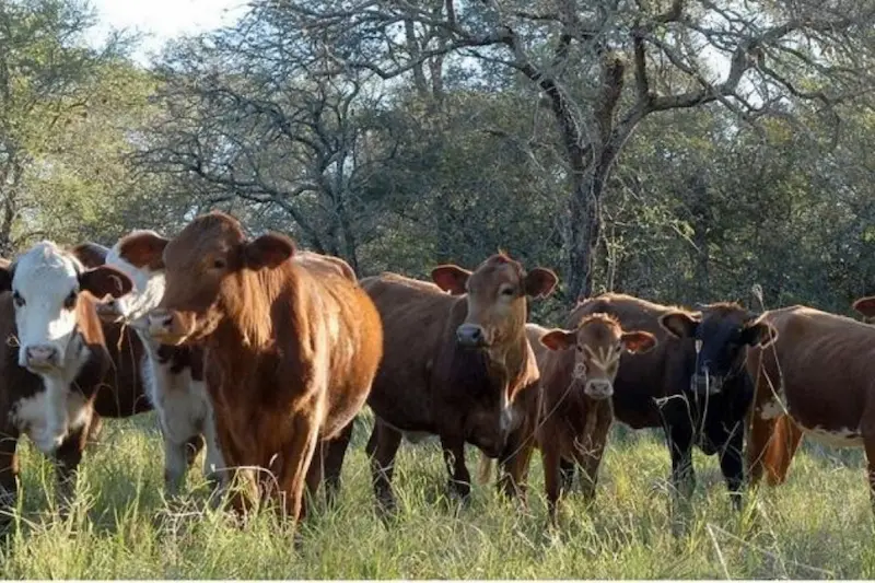 Entre Ros es la provincia con mayor cantidad de crditos gestionados ante el CFI