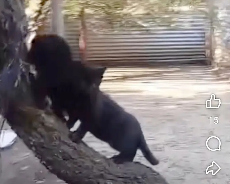 Liberaron dos ejemplares de gato monts