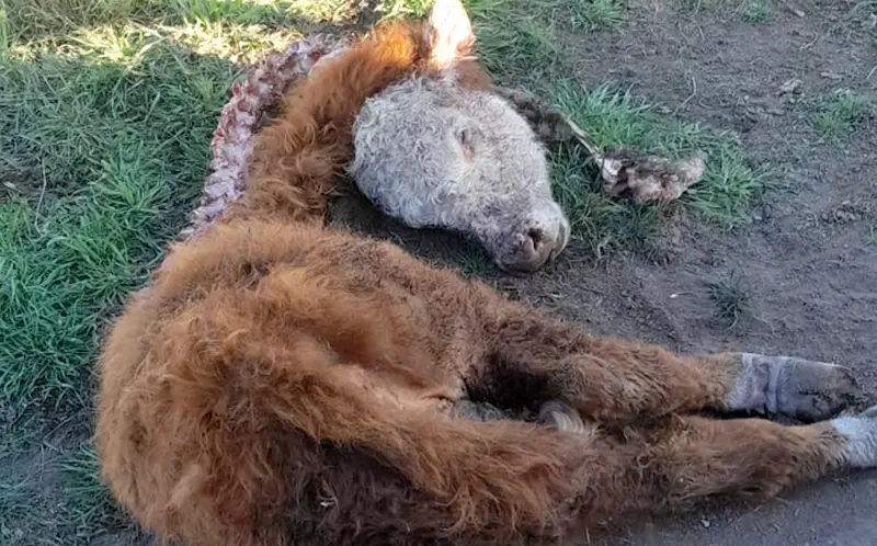 Federacin Agraria Larroque denunci que jauras de perros matan ejemplares de ganado vacuno y lanar