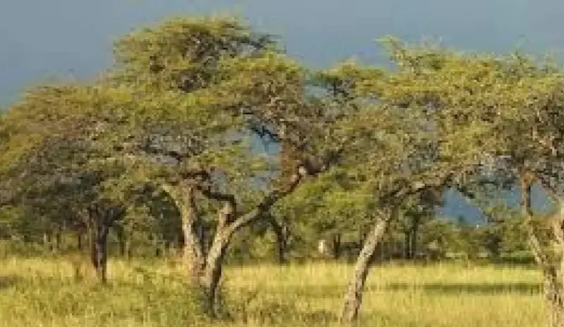 El STJ orden la regeneracin natural de un bosque nativo en Villaguay