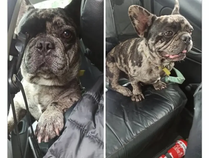 Buscan a Felipe, un bulldog atigrado