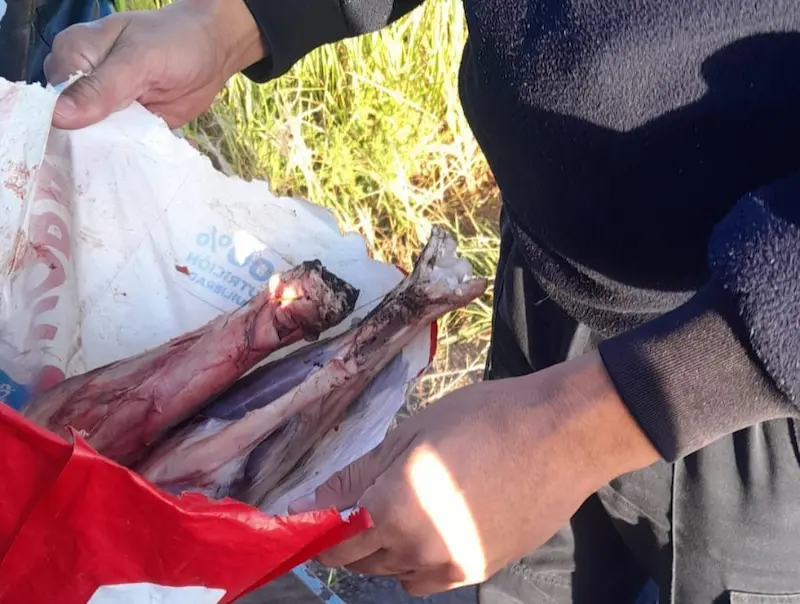 Control vehicular permite detectar elementos vinculados a caza furtiva
