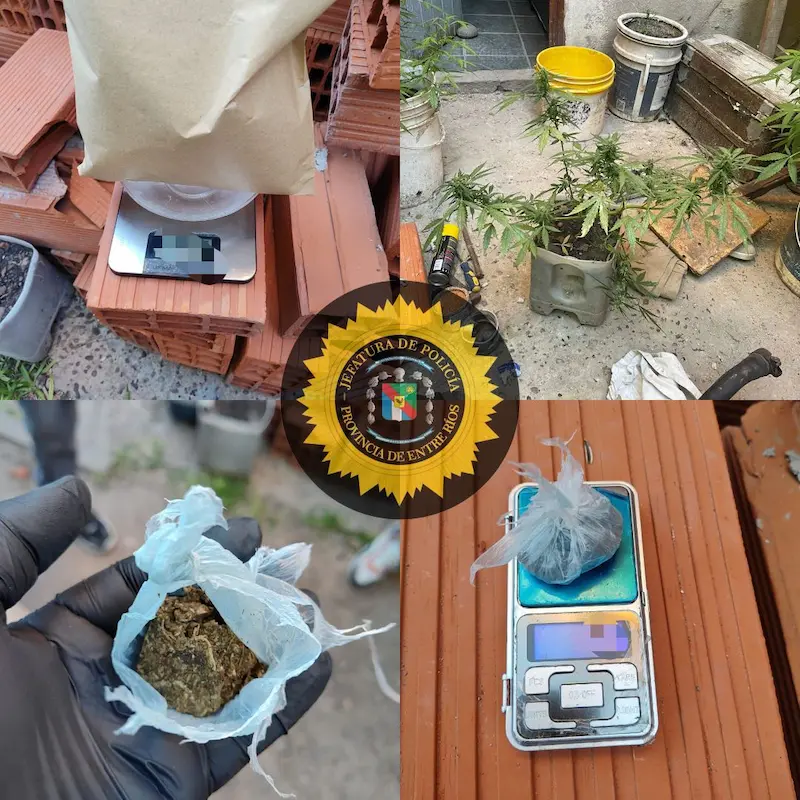 En registro domiciliario encontraron plantas de cannabis y marihuana en una bolsa