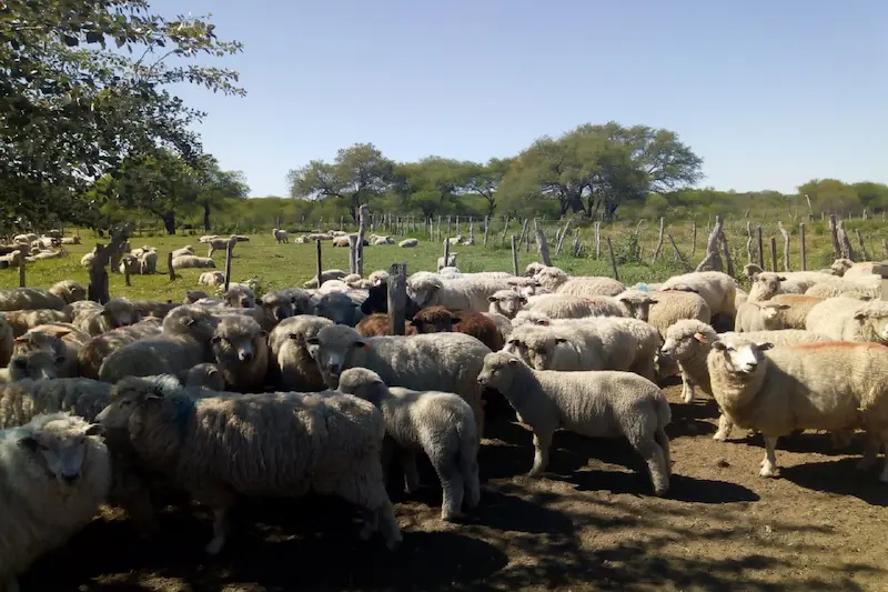 Productores ovinos de Entre R�os exportaron 17 toneladas de carne a Medio Oriente