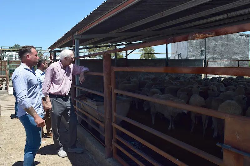 Este martes comenz� en Gualeguay la faena de ovinos para exportar a Kuwait