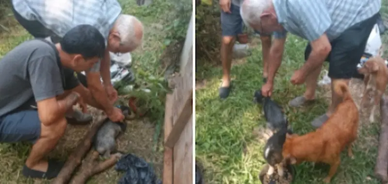 Personal del CAV realizaron curaciones  a los perros de la anciana de calle Castelli