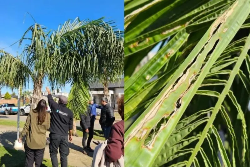 Sanidad Vegetal declar� la emergencia fitosanitaria nacional por presencia de Picudo de las Palmeras