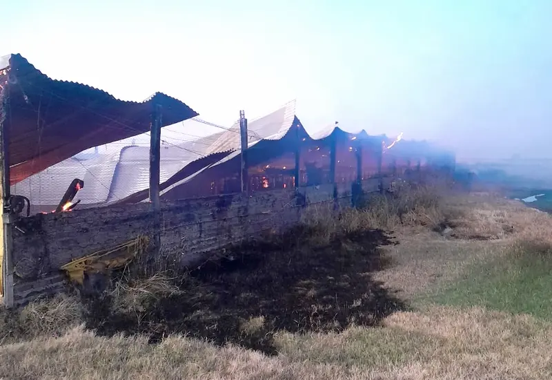 Se incendi� un criadero porcino y murieron unos 500 animales