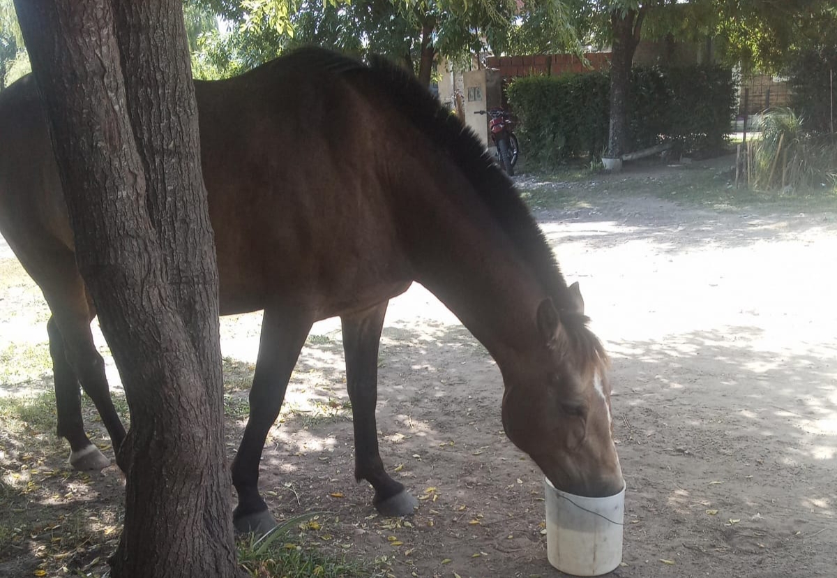 Buscan yegua que desapareci� en barrio Brasil �
