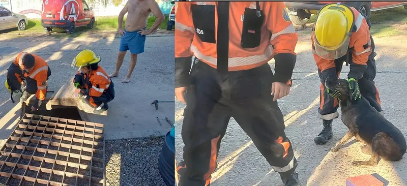 Bomberos rescataron a un perro que cay� a un sumidero