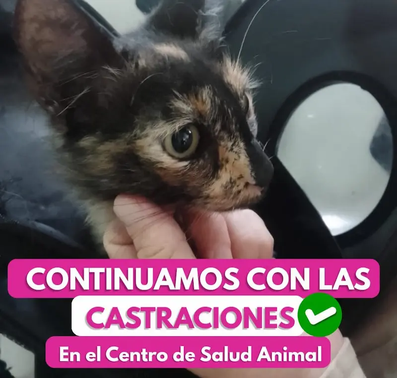 Contin�an las castraciones en el centro de salud animal