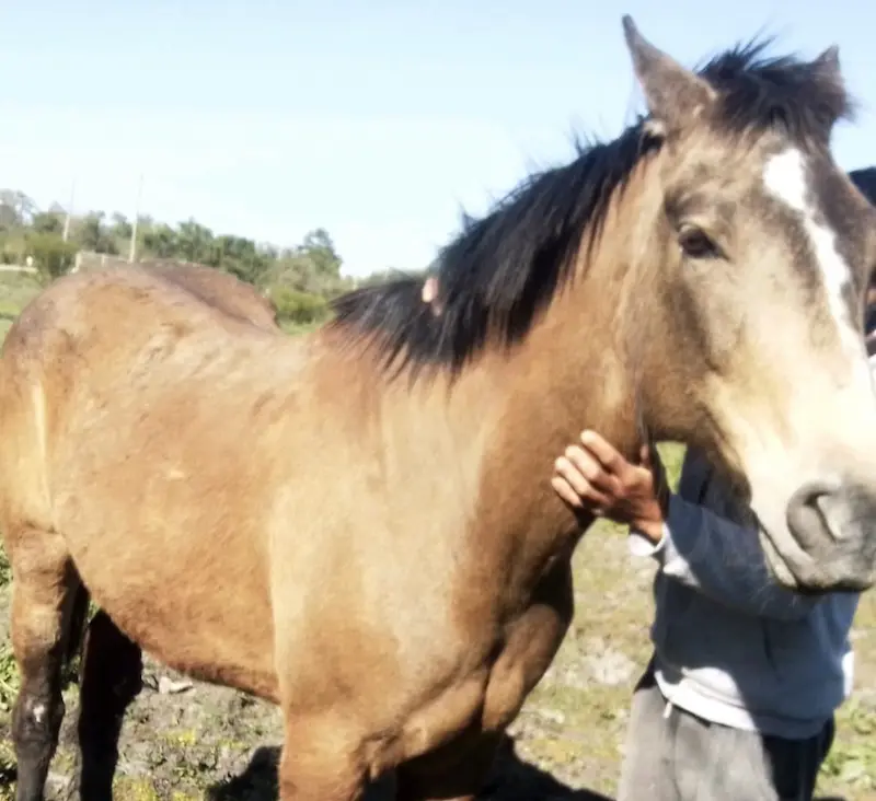 Fu� encontrada la yegua que se extravi� en barrio Brasil 
