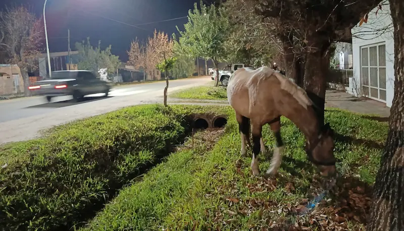 El caballo de cada d�a