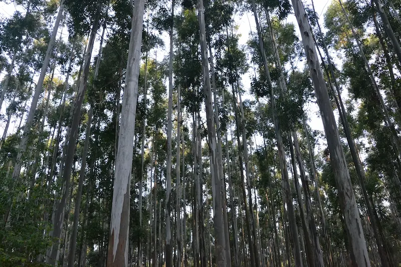 Desde el 24 de junio censar�n la cadena forestal entrerriana