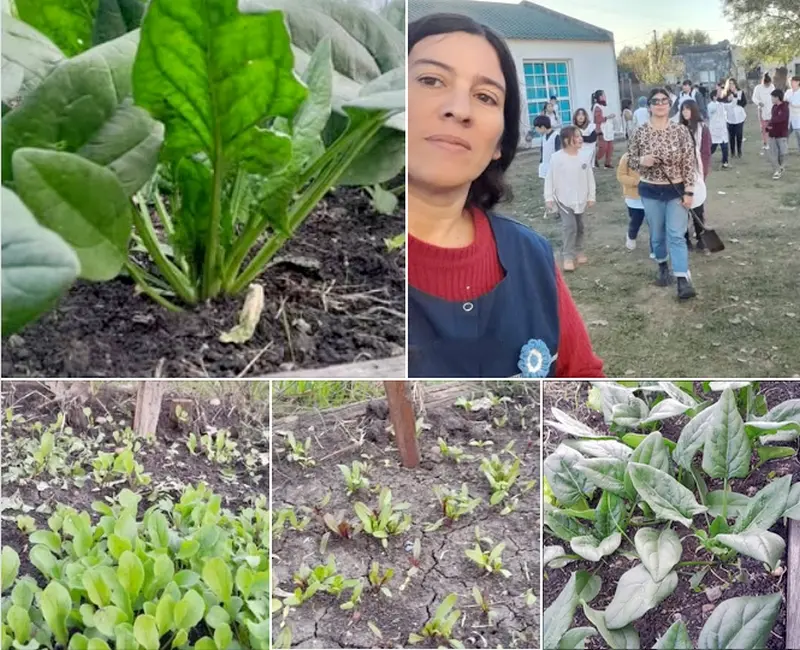 Proyecto de Huerta Org�nica en escuela Sarmiento