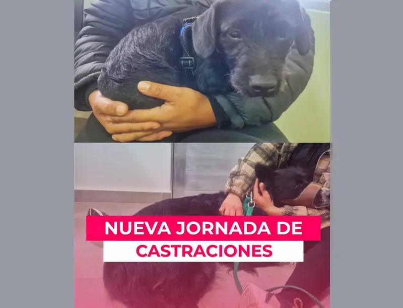 El Centro Municipal de Salud Animal contin�a con las jornadas de castraci�n