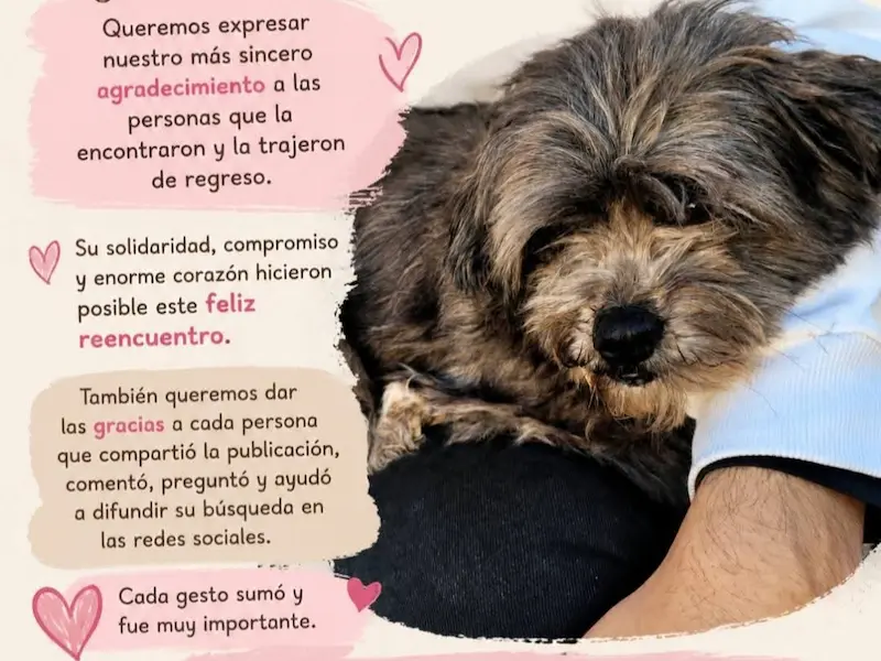 Emocionante reencuentro: Mora, la perrita extraviada, fue encontrada y volvi� a su hogar