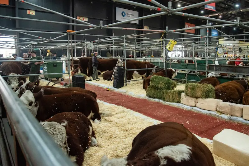 En la muestra rural de Palermo reconocer�n a productores entrerrianos