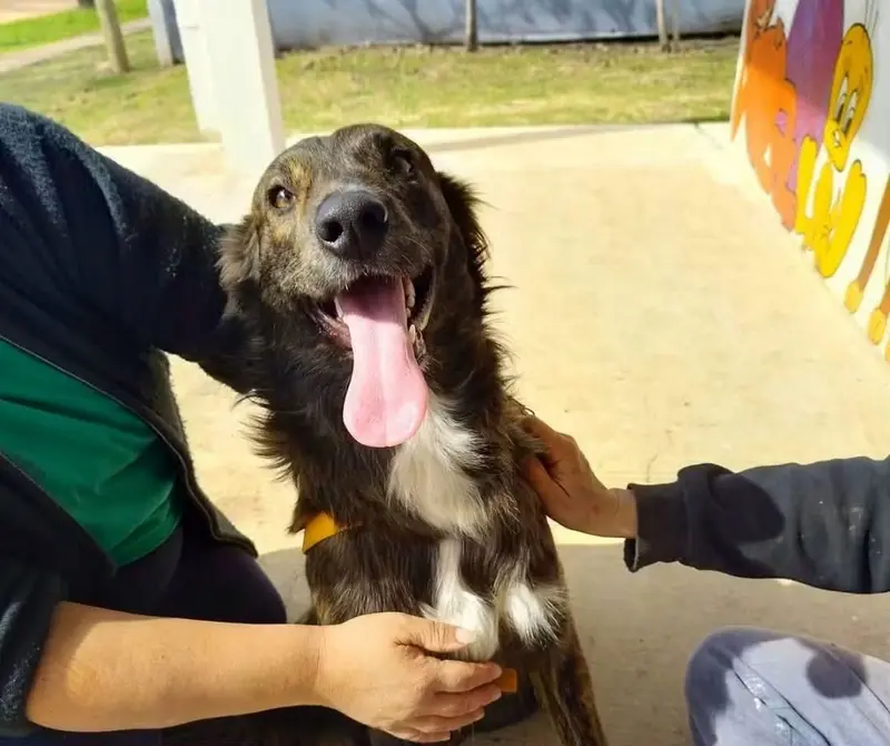 Se realizaron 18 nuevas castraciones en el Centro Municipal de Salud Animal 