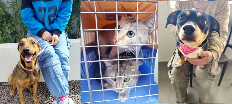 Se realizaron 12 nuevas castraciones en el Centro Municipal de Salud Animal 