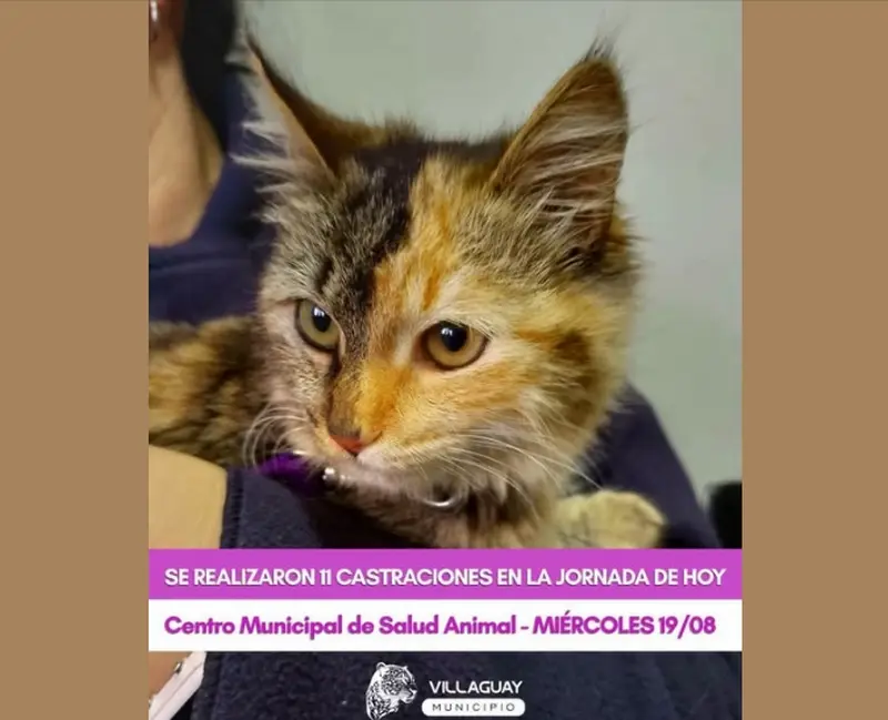 Contin�an las jornadas de castraci�n en el centro municipal de Salud Animal