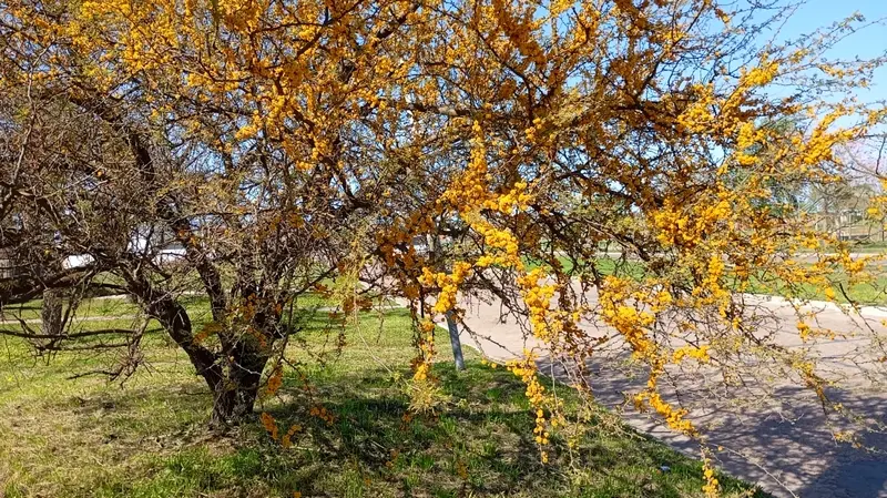 Mir� a que d�a y hora comienza la primavera