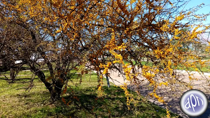 Un espinillo regala aromos en la avenida Alfons�n