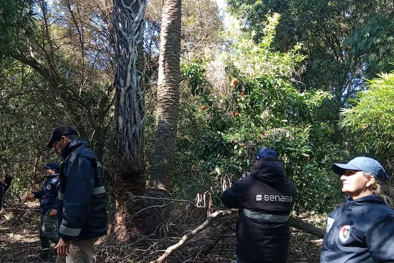 Avanzan las inspecciones preventivas en palmeras nativas para evitar la propagaci�n del picudo rojo