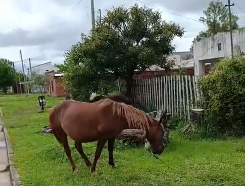 Caballos sueltos en Alem y Paysand�
