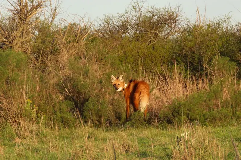 Entre R�os liber� un nuevo ejemplar de aguar� guaz� en la Reserva El Potrero
