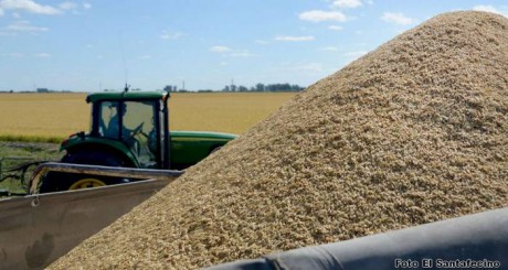 Creci un 5% la superficie sembrada de arroz entre 2020 y 2021. Villaguay est entre los tres primeros departamentos
