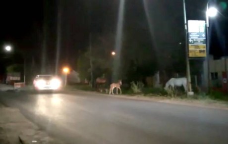 otra vez caballos sueltos en la va pblica, Paysand y 9 de Julio