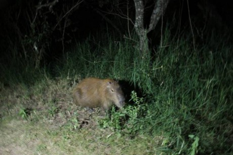 Caminata nocturna por la Reserva La Chinita-Bajo las estrellas, los visitantes recorrieron senderos y quedaron sorprendidos con su belleza nocturna