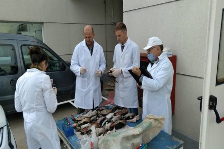 Brindan seguimiento sanitario en aves para detectar presencia o no de Salmonella<br>