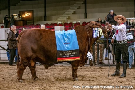 Expo Rural de Palermo: En Brangus un producto de la Ganadera del Villaguay S.A. fue elegido Reservado Gran Campen